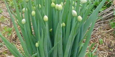 Pravilna kultivacija i njega batun luka na otvorenom polju